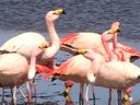 As our friends told us, flamingos raise their heads to the sky to thank God for every mouthful of food.